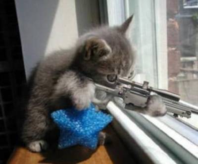 un chat avec un flingue !!!